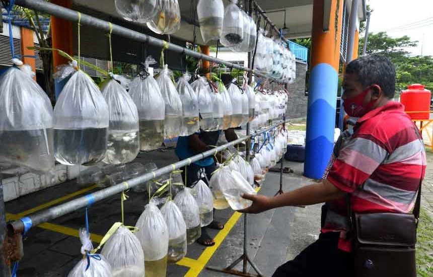 Sulap SIB Jadi Pasar Ikan Hias
