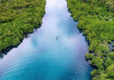 Surga Mangrove Pulau Leebong