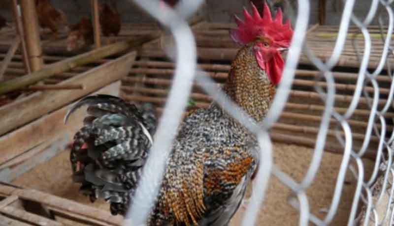Pengembangan ‘Ayam Super’ di UGM