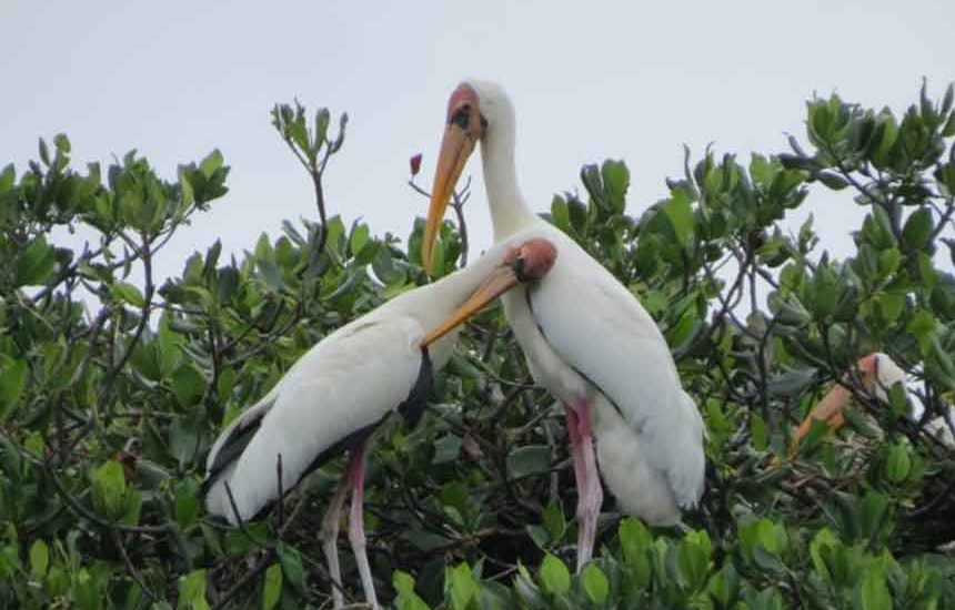Surga Burung di Pulau Rambut