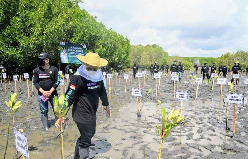 Gaspol Restorasi Mangrove di Jatim