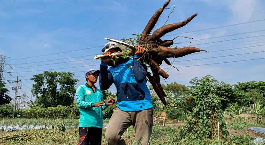 Budidaya Lahan Kosong, DKPP Surabaya Panen 1,4 Ton Singkong