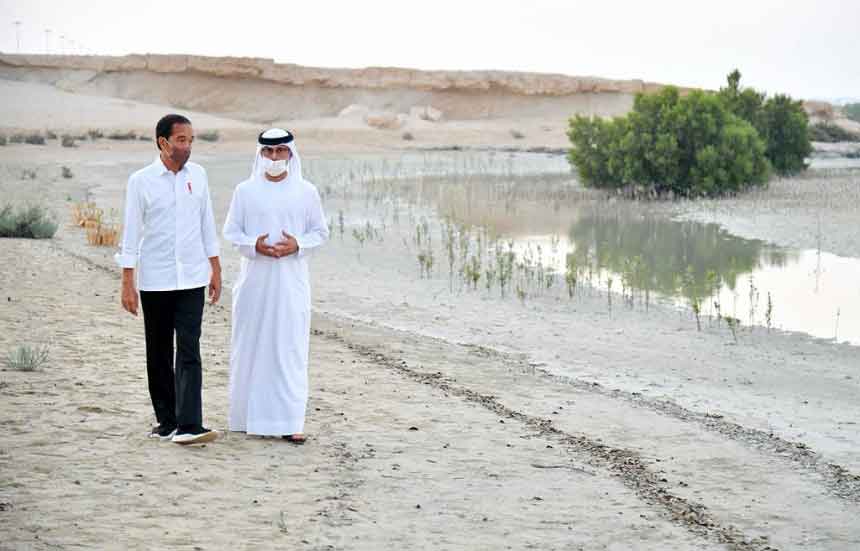 Jokowi Tanam Mangrove di Abu Dhabi