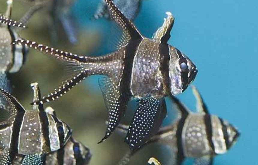 Capungan Banggai Tak Lagi Terancam