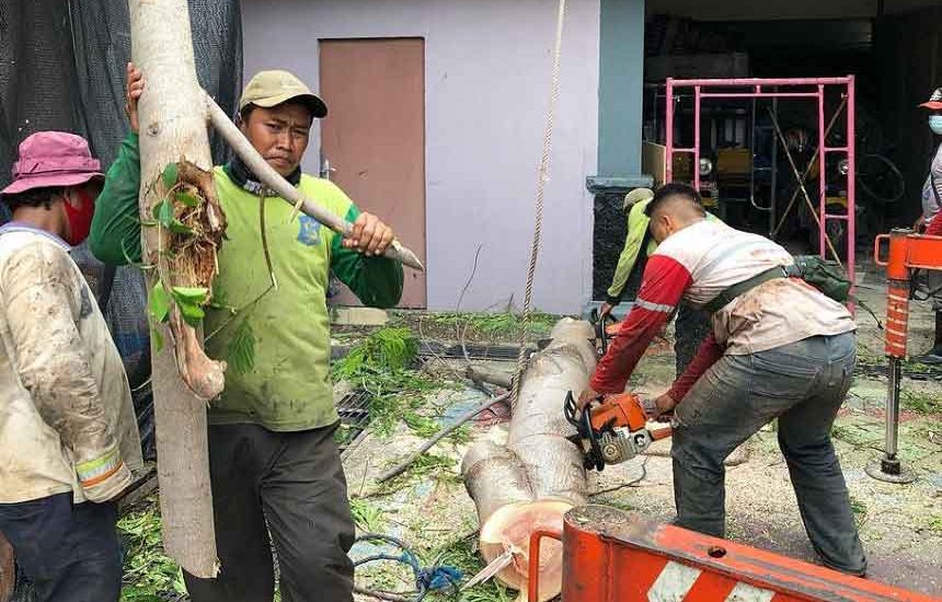 Olah Hasil Perantingan Pohon