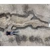 Fosil Naga Laut Terbesar di Inggris Raya