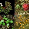Ditemukan 7 Flora Baru Indonesia