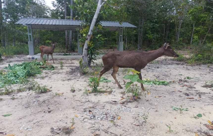 Penangkaran Rusa Sambar di Belitung