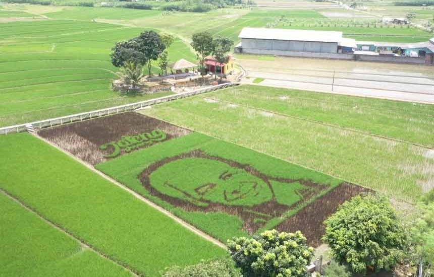 Gambar Wajah Ganjar di Sawah