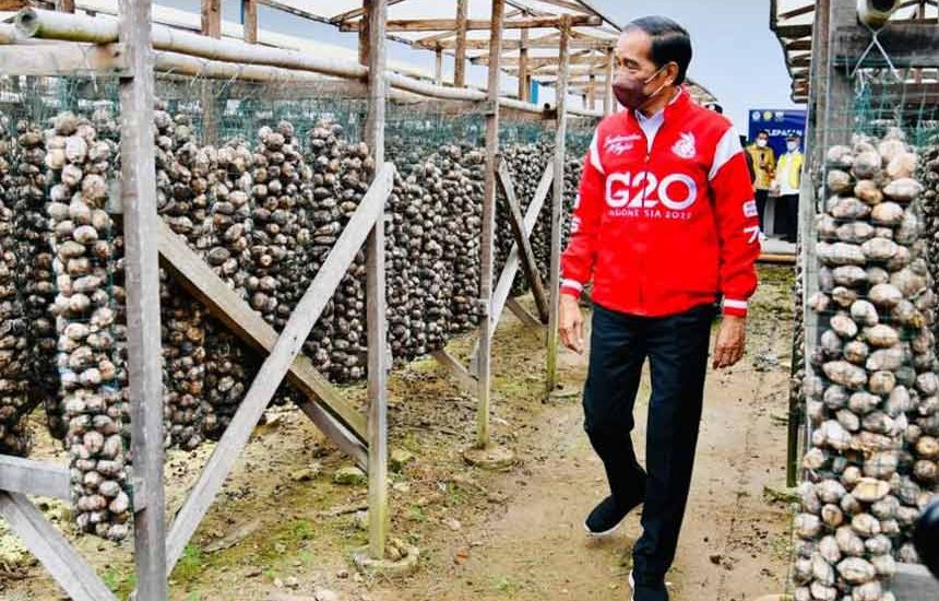 Jokowi Lepas Ekspor Pinang Biji