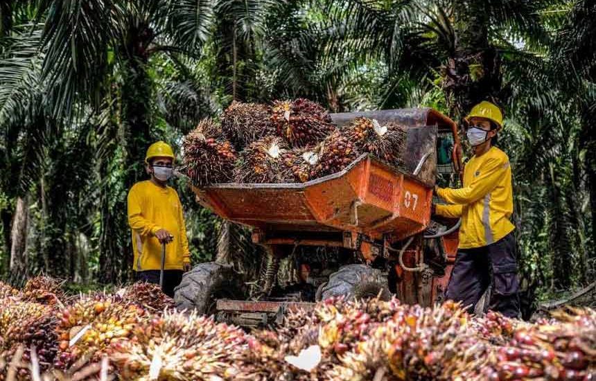 Sawit Melimpah dan Harga Membaik