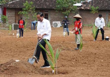 Jokowi Tanam Kelapa Genjah di Sukoharjo