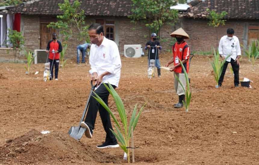 Jokowi Tanam Kelapa Genjah di Sukoharjo
