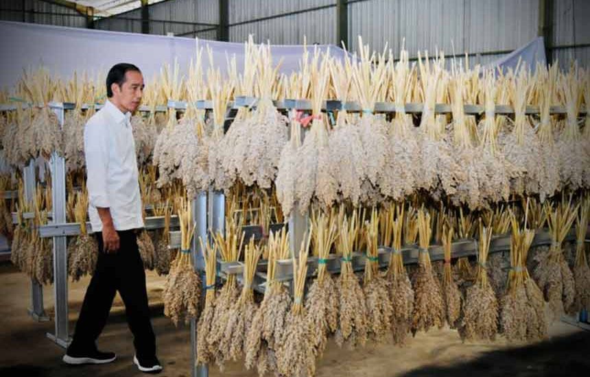 Menjadikan Sorgum Alternatif Gandum