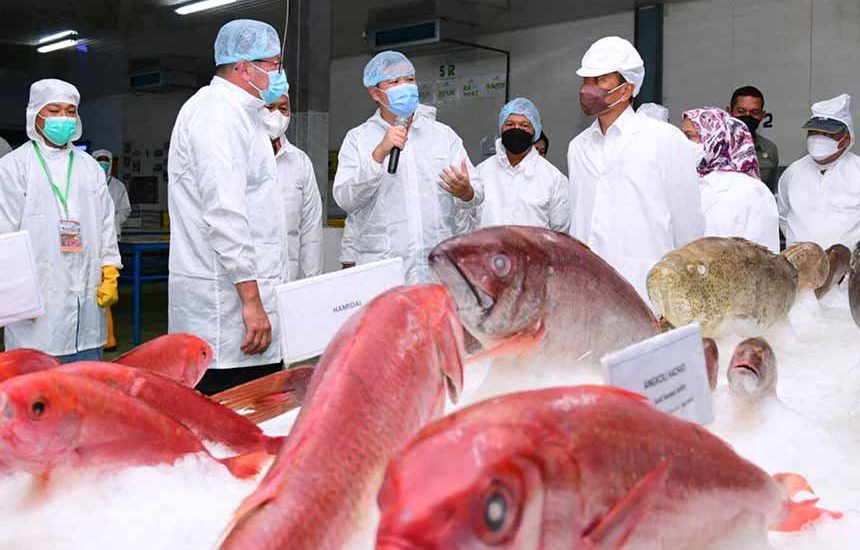 Jokowi Tinjau Pengolahan Ikan di Maluku