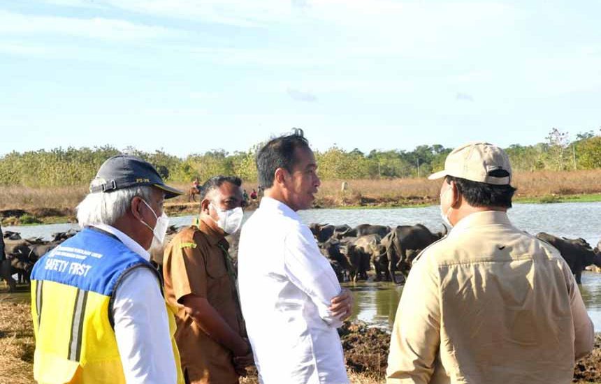 Kerbau di Pulau Moa Kesulitan Air