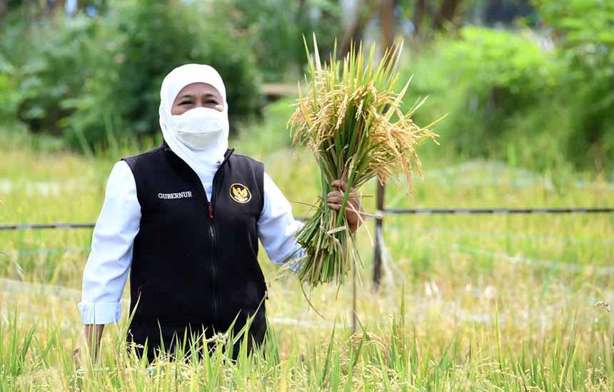 Ngawi Surplus Beras Tertinggi Saat Paceklik
