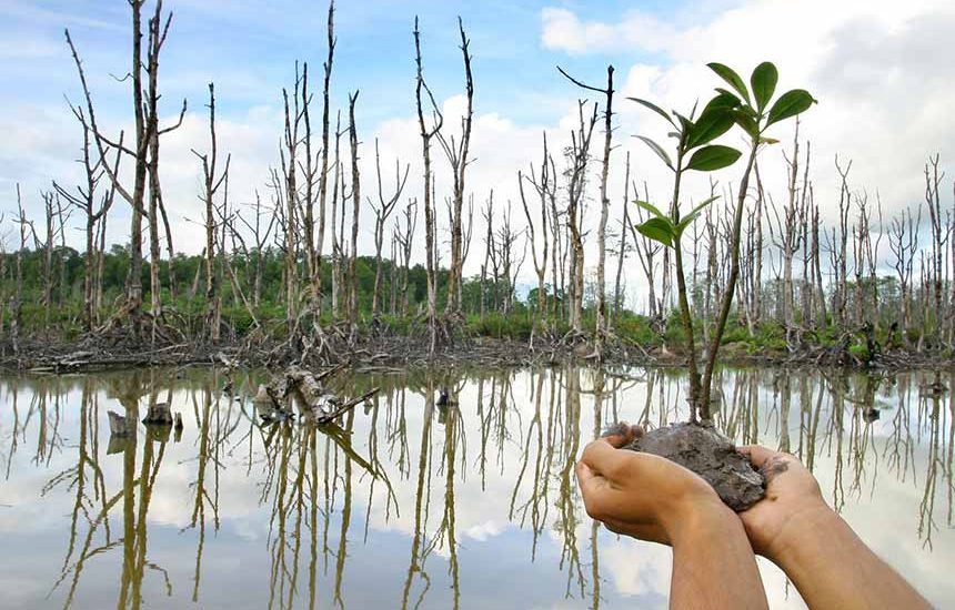 Siapa Saja Bisa Jadi Penyelamat Mangrove