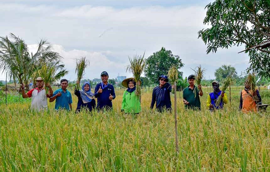 Petani di Surabaya Panen 22,4 Ton Padi