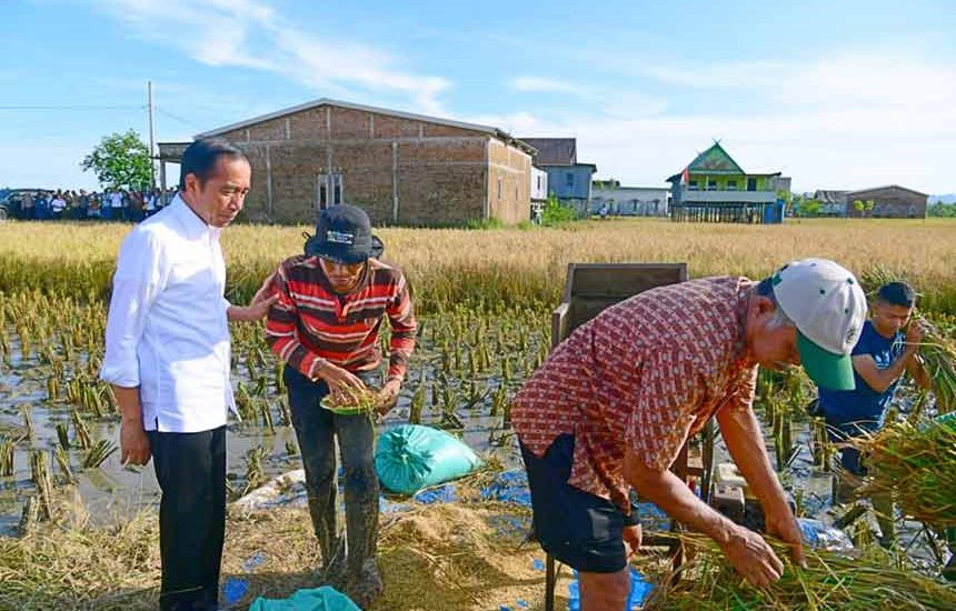 Surplus Panen Maros untuk Daerah Lain
