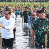 Jokowi Ikut Tanam Serentak Mangrove