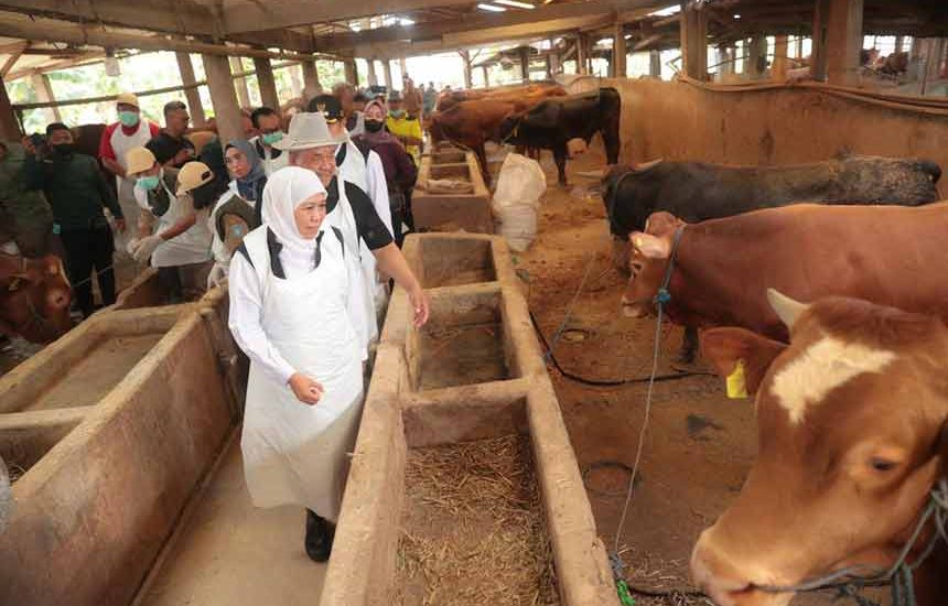 Jawa Timur Surplus Hewan Kurban