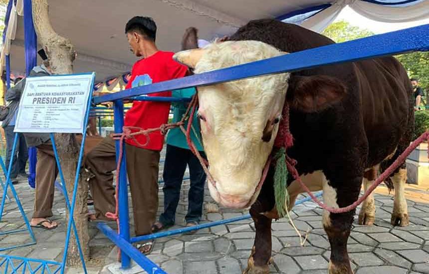 Presiden Kurban Sapi di 38 Provinsi