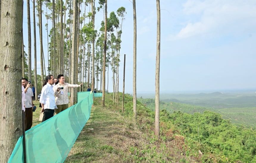 Rindang Pohon Jalan IKN