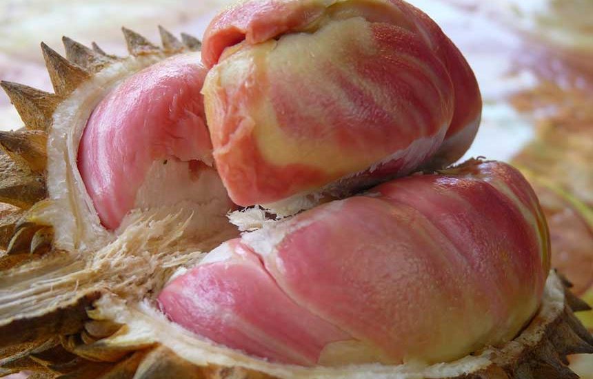 Berbagai Jenis Durian di Nusantara