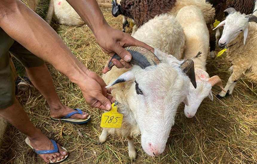 Memilih Hewan Kurban Sehat dan Baik