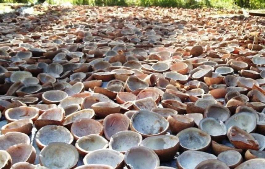 Industri Kelapa Menembus Pasar Dunia