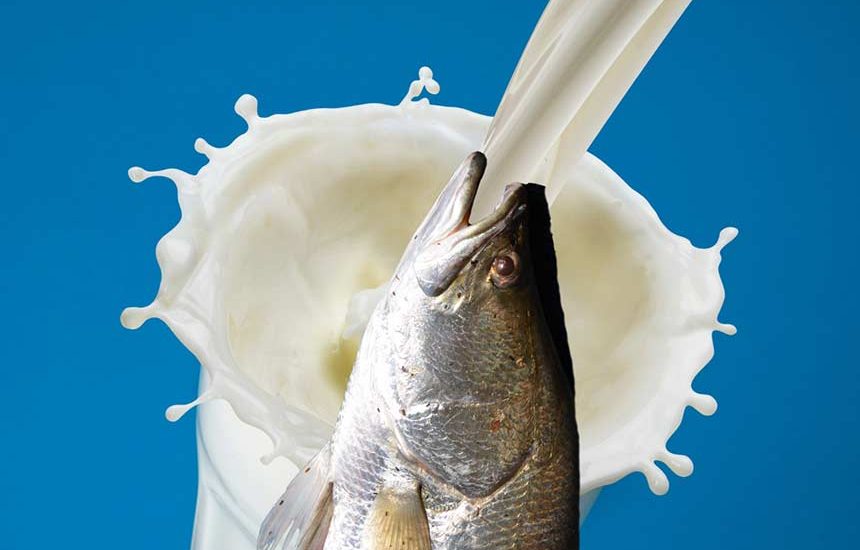 Terminologi dan Manfaat Susu Ikan