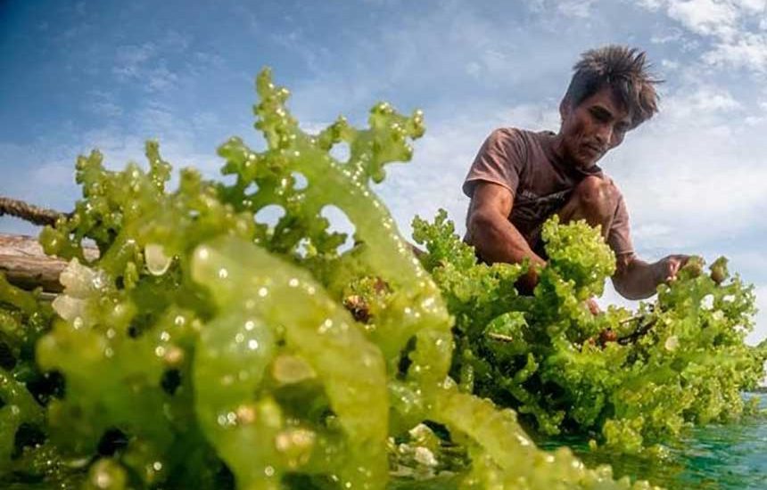 Rumput Laut Bisa Jadi Opsi Hilirisasi