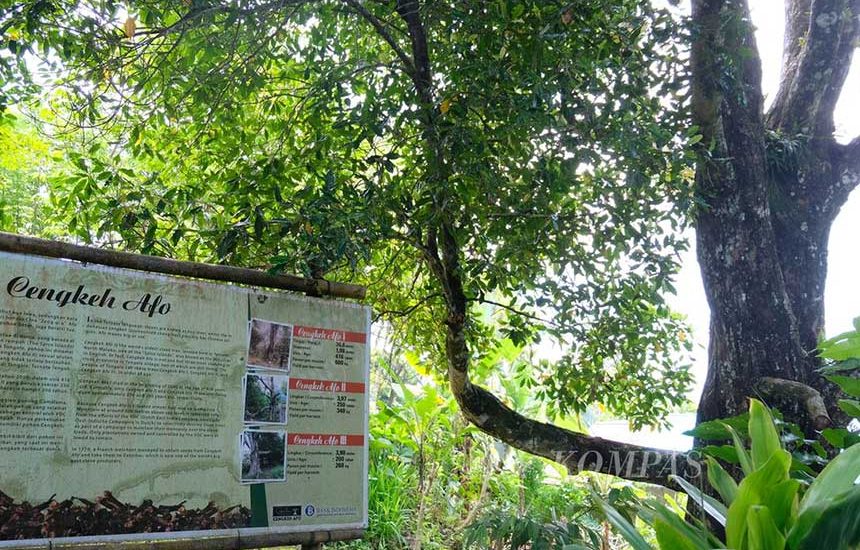 Harumnya Afo, Cengkih Tua Legendaris Ternate