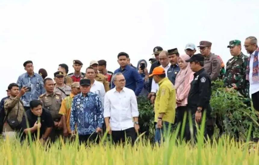 Gabah Tak Boleh Dibawah Rp6.500/Kg