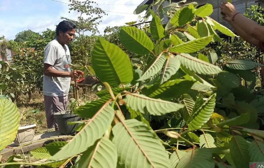 Potensi dan Polemik Daun Kratom