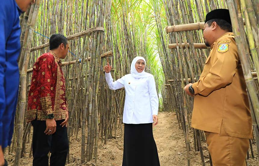 KUR Khusus Petani Tebu Jatim