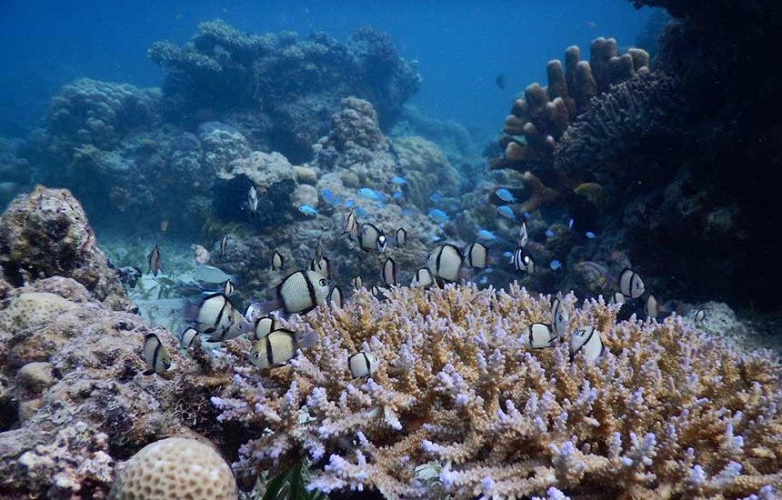 Keasaman Laut Masuki Zona Merah