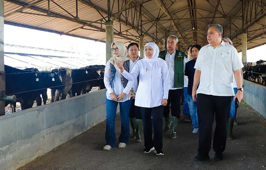Ribuan Sapi Perah Australia Masuk Jatim
