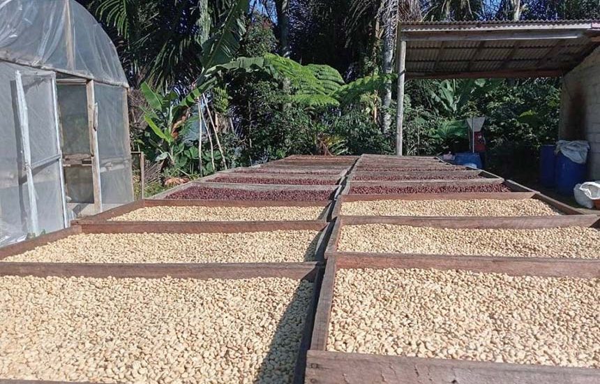 Cita Rasa Khas Kopi Sedayu Ponorogo