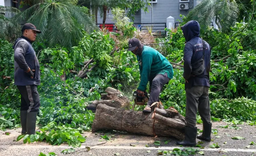 Cegah Pohon Tumbang Saat Cuaca Ekstrem, DLH Surabaya Uji Alat Pendeteksi Khusus
