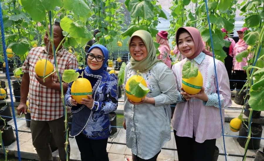 Harga Cabai Kerap Naik Akhir Tahun, Pemkot Surabaya Perkuat Urban Farming Cabai dan Bawang