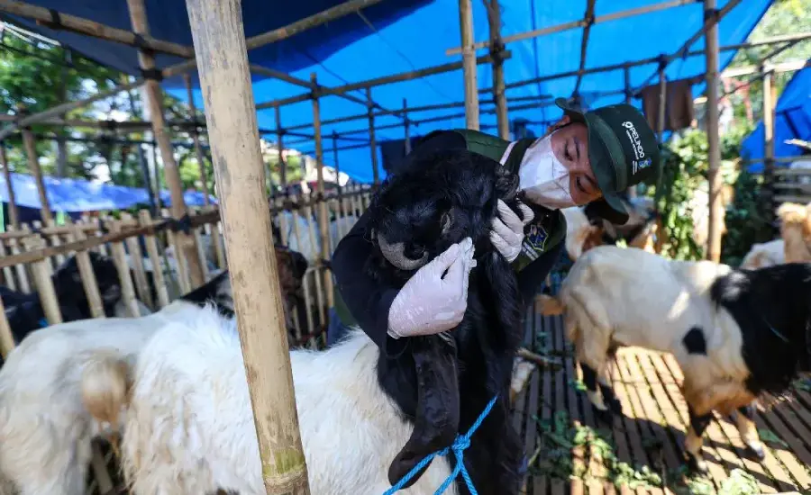 Pemkot Surabaya Gandeng Pelindo dan Pusvetma Perketat Pengawasan Hewan Kurban, 61 Lapak Sudah Diperiksa