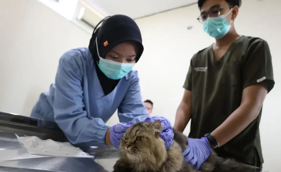 Sterilisasi Gratis untuk Kucing Lokal Warnai HUT ke-733 Surabaya, DKPP Sediakan Kuota 100 Ekor
