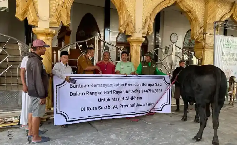 Pemkot Surabaya Salurkan Sapi Kurban Banpres 850 Kilogram ke Masjid Al Ikhsan, Dibeli dari Peternak Lokal Pemkot Surabaya menerima sapi kurban Banpres seberat 850 kilogram yang dibeli dari peternak lokal untuk disalurkan ke Masjid Al Ikhsan.