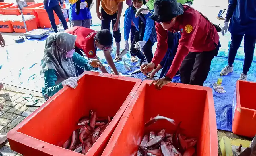 Pemkot Surabaya Kampanyekan Diversifikasi Protein, Ikan Air Payau Jadi Menu Bergizi untuk Ketahanan Pangan Keluarga Ilustrasi panen ikan bandeng